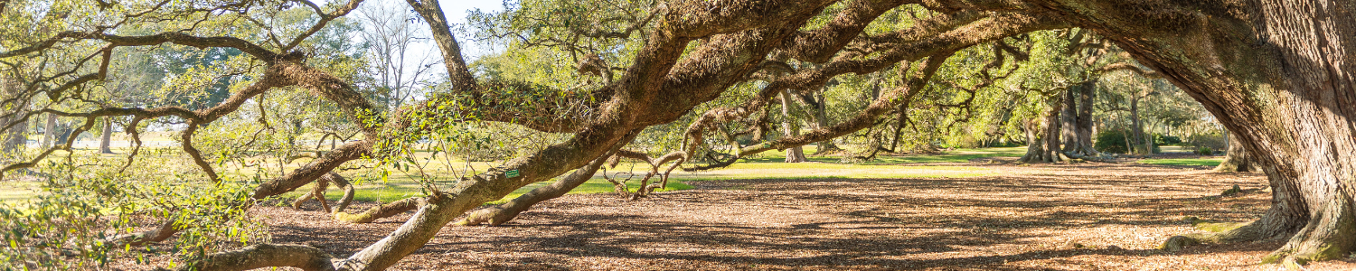 Louisiana Oak Trees